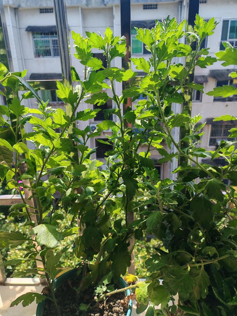 光照与温度：决定开花时间的关键变量