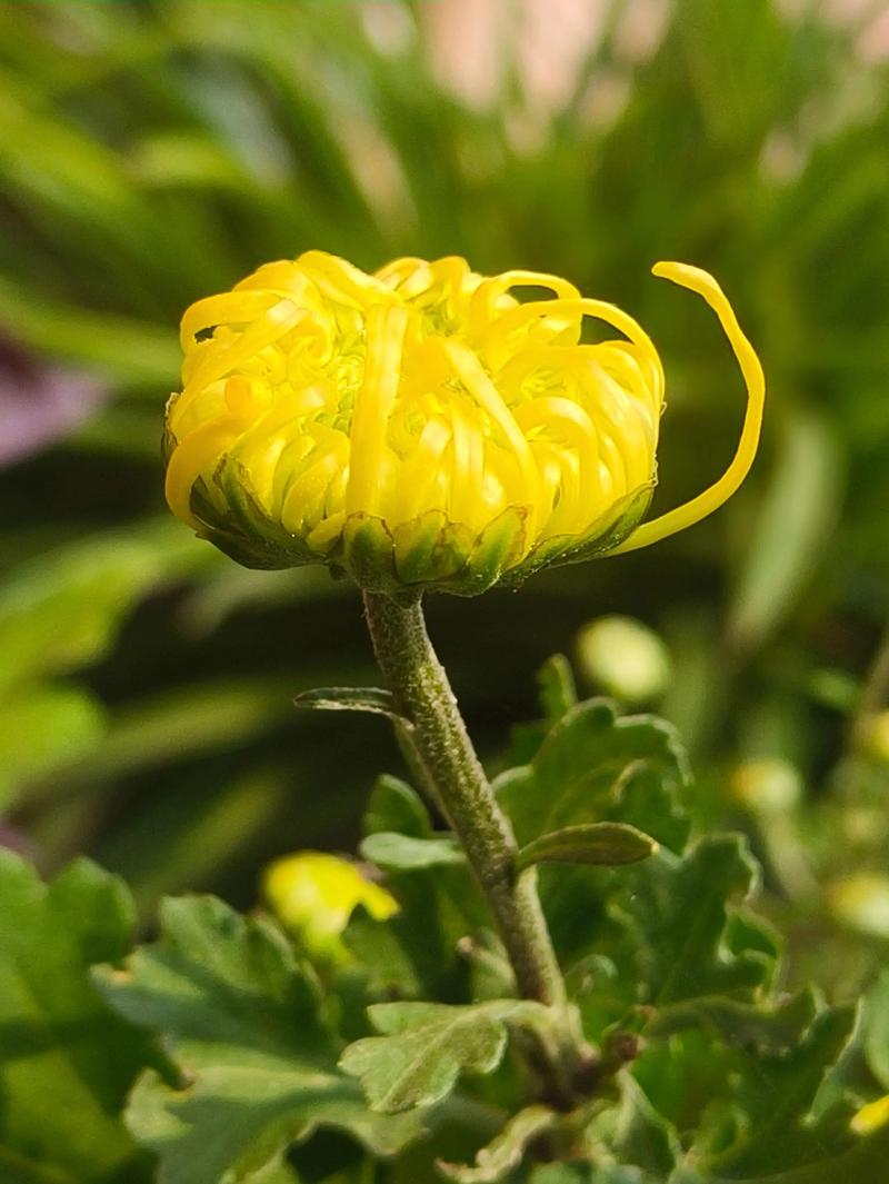 如何通过修剪调控花期