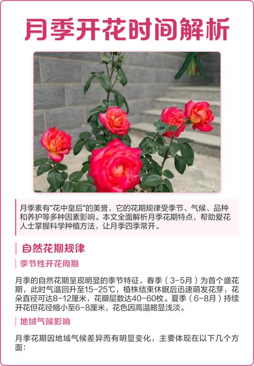 盆栽还是地栽？三个判断依据直接告诉你