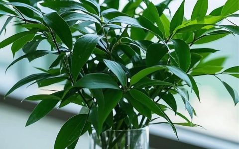 竹子种多少棵吉利？风水寓意与栽植密度全攻略