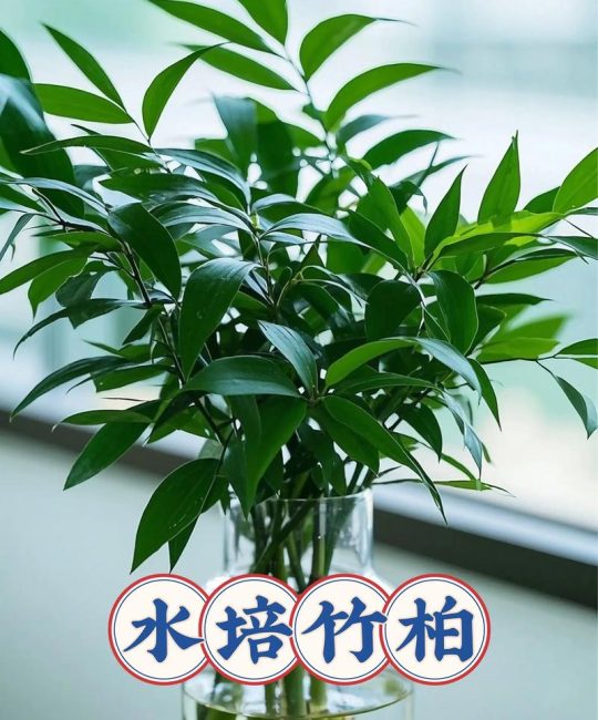 竹子种多少棵吉利？风水寓意与栽植密度全攻略