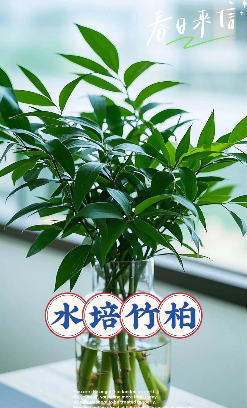 竹子种多少棵吉利?风水寓意与栽植密度全攻略 竹子常见规格定义与测量标准