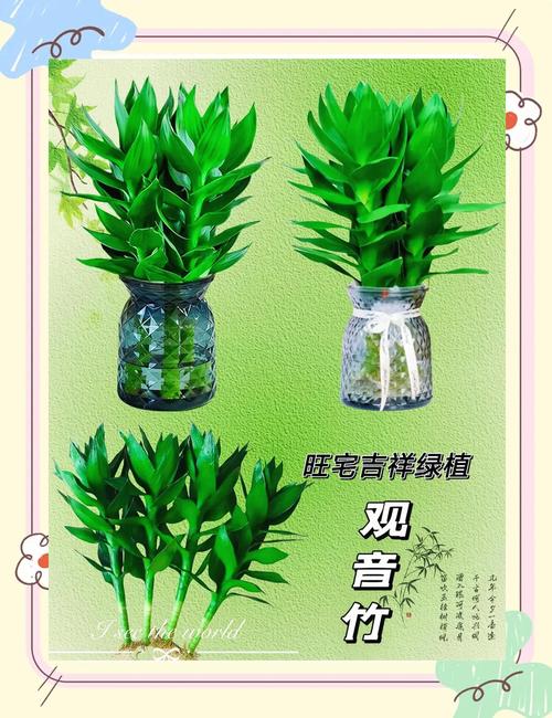 竹子种多少棵吉利?风水寓意与栽植密度全攻略 常见错误与避坑指南