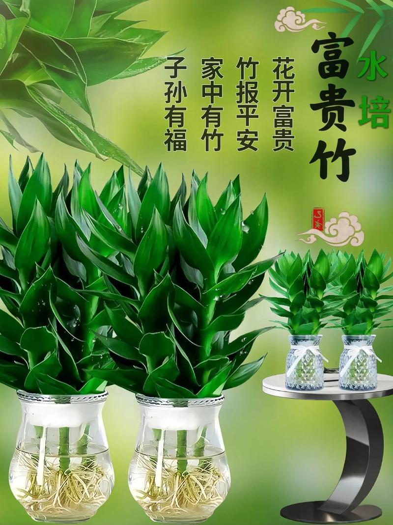 竹子种多少棵吉利?风水寓意与栽植密度全攻略 总结