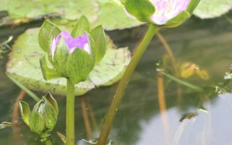睡莲是什么植物类型？浮叶水生植物的分类、栽培与养护全解析