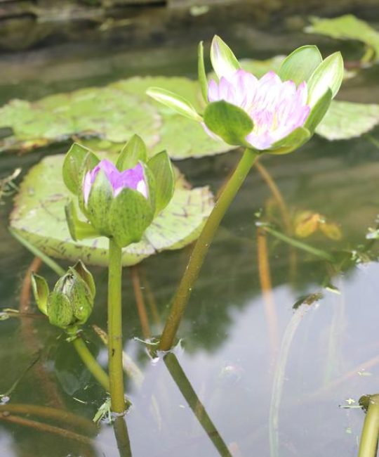 睡莲是什么植物类型？浮叶水生植物的分类、栽培与养护全解析