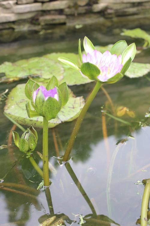 睡莲是什么植物类型？浮叶水生植物的分类、栽培与养护全解析