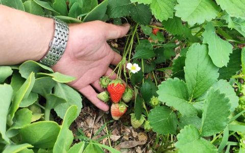 中药渣能做花肥吗？家庭自制中药渣肥料全攻略