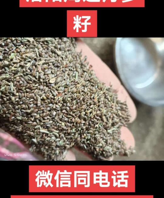 丹参的种子是什么样的？形态特征与播种繁殖全解析