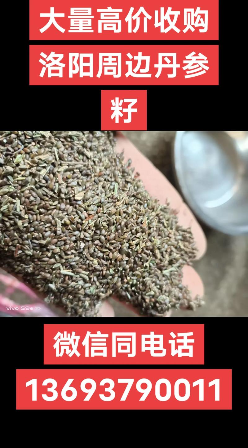 丹参的种子是什么样的?形态特征与播种繁殖全解析 丹参的种子是什么样的?形态特征与播种繁殖全解析