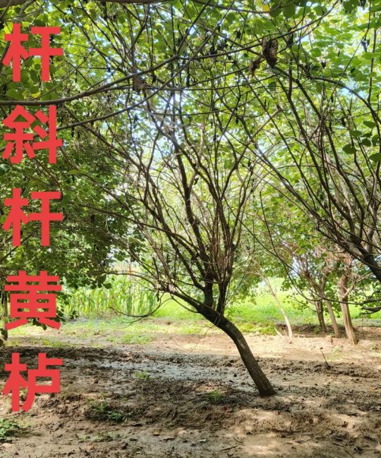 黄栌木价格是多少钱？2025年规格、产地与市场报价参考