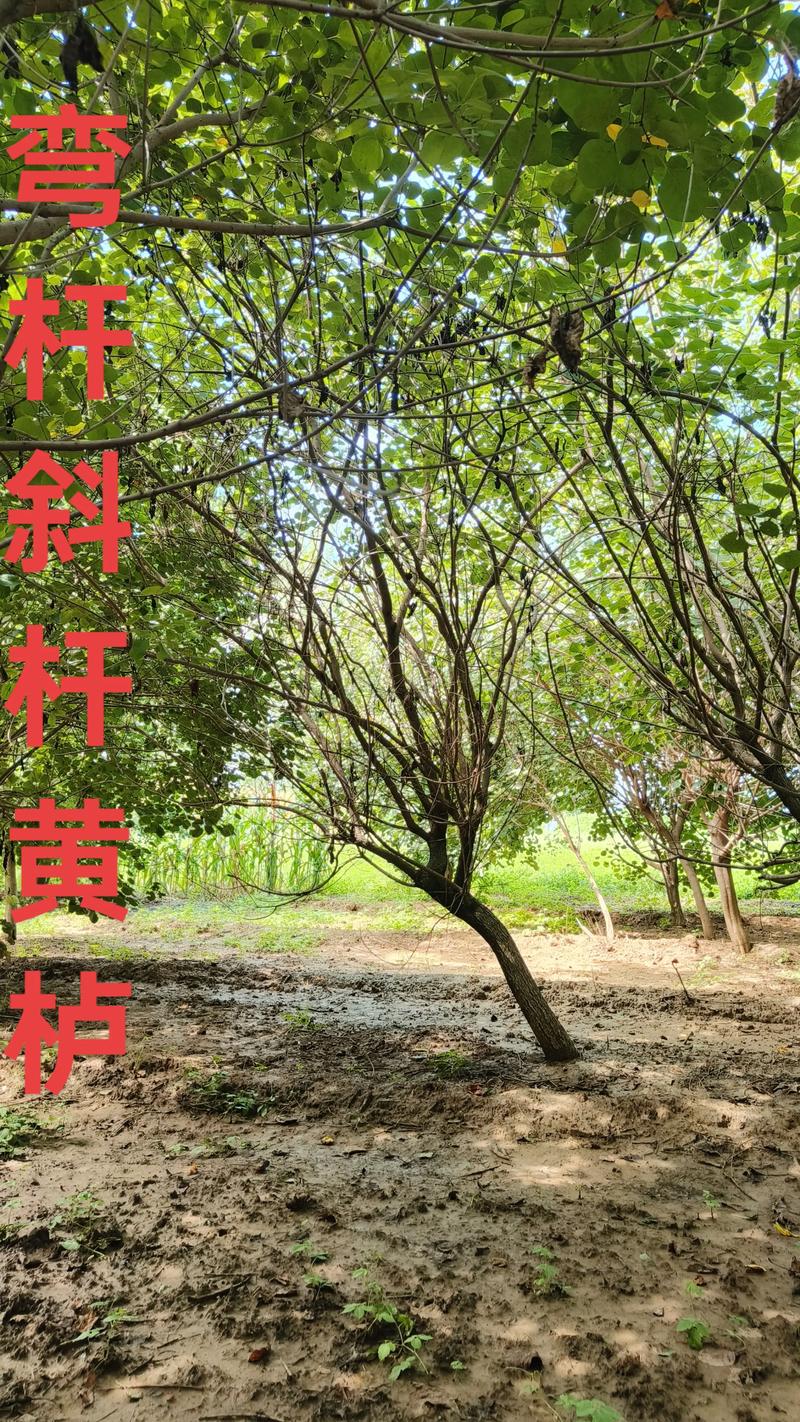 黄栌木价格是多少钱？2025年规格、产地与市场报价参考