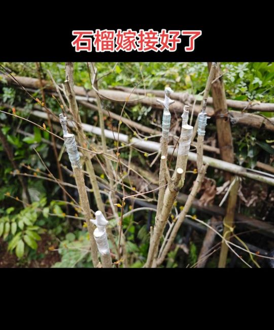 石榴嫁接最佳时间与方法：春季枝接与夏季芽接全攻略