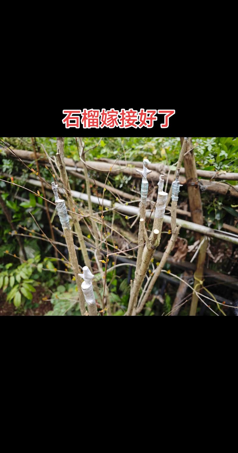 石榴嫁接最佳时间与方法：春季枝接与夏季芽接全攻略