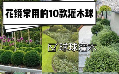 风信子种球像什么？揭秘球形绿篱造型苗的工程美学