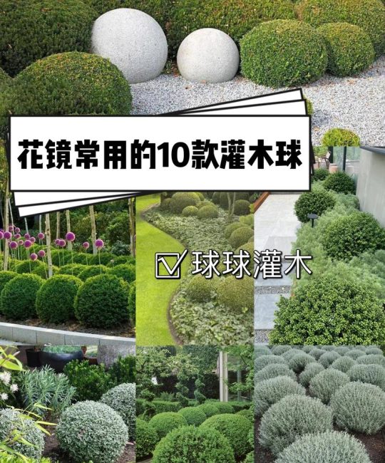 风信子种球像什么？揭秘球形绿篱造型苗的工程美学