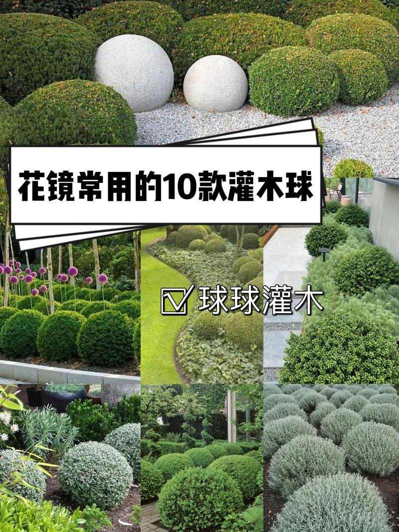 风信子种球像什么?揭秘球形绿篱造型苗的工程美学 核心技术参数解析