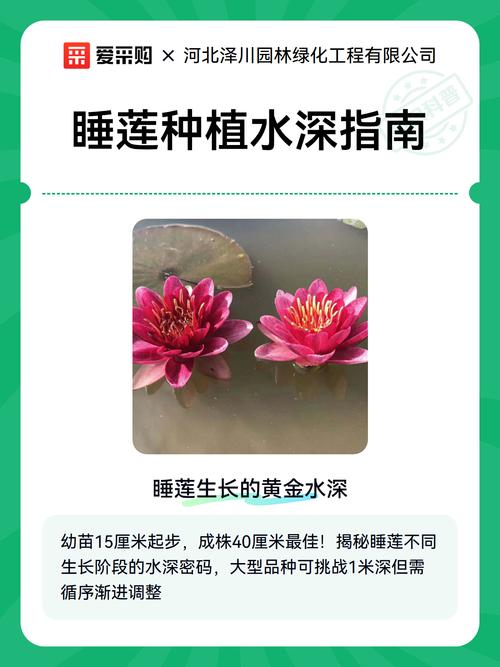 睡莲栽种可以完全浸泡在水里吗?正确水深与养护全指南 睡莲栽种分步操作指南