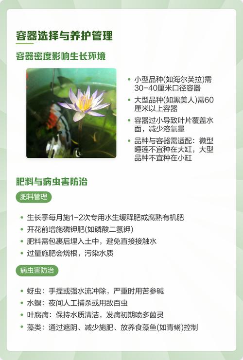 睡莲栽种可以完全浸泡在水里吗?正确水深与养护全指南 FAQ