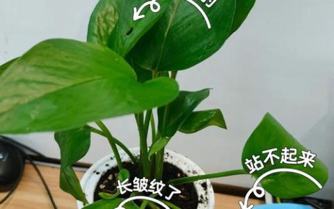 绿萝有小飞虫怎么消灭最快方法