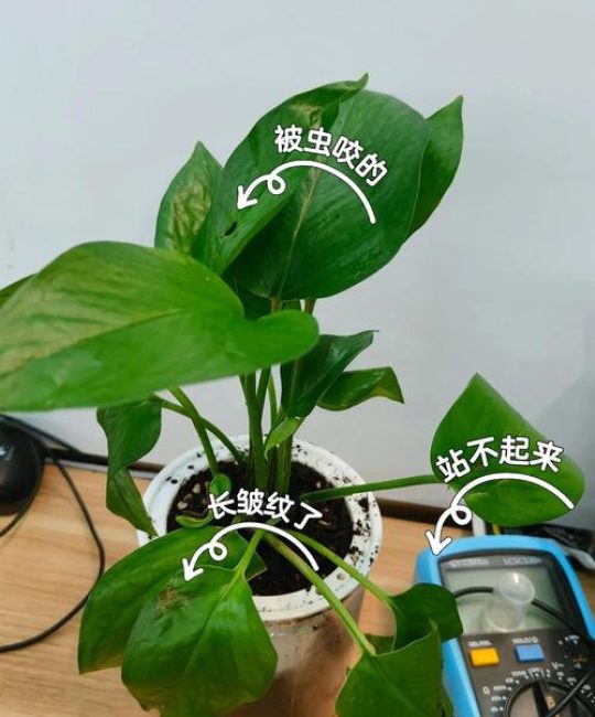 绿萝有小飞虫怎么消灭最快方法