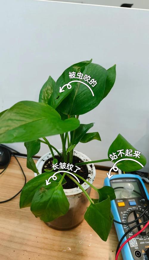 绿萝有小飞虫怎么消灭最快方法 绿萝有小飞虫怎么消灭最快方法