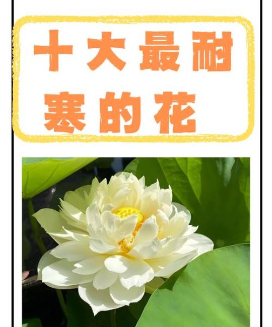 什么花耐寒花期长？这3种花，北方也能开半年！