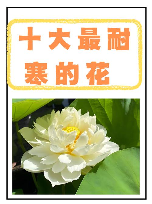 什么花耐寒花期长?这3种花,北方也能开半年! 什么花耐寒花期长?