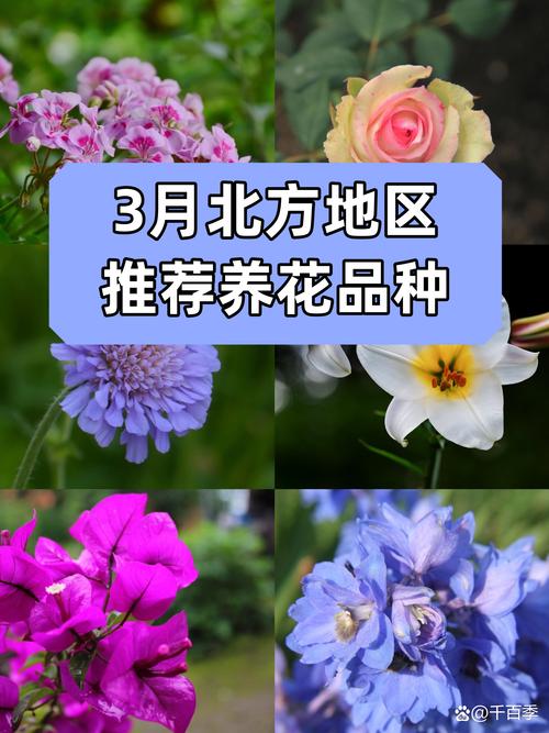 什么花耐寒花期长?这3种花,北方也能开半年! 一、松果菊(Echinacea purpurea)