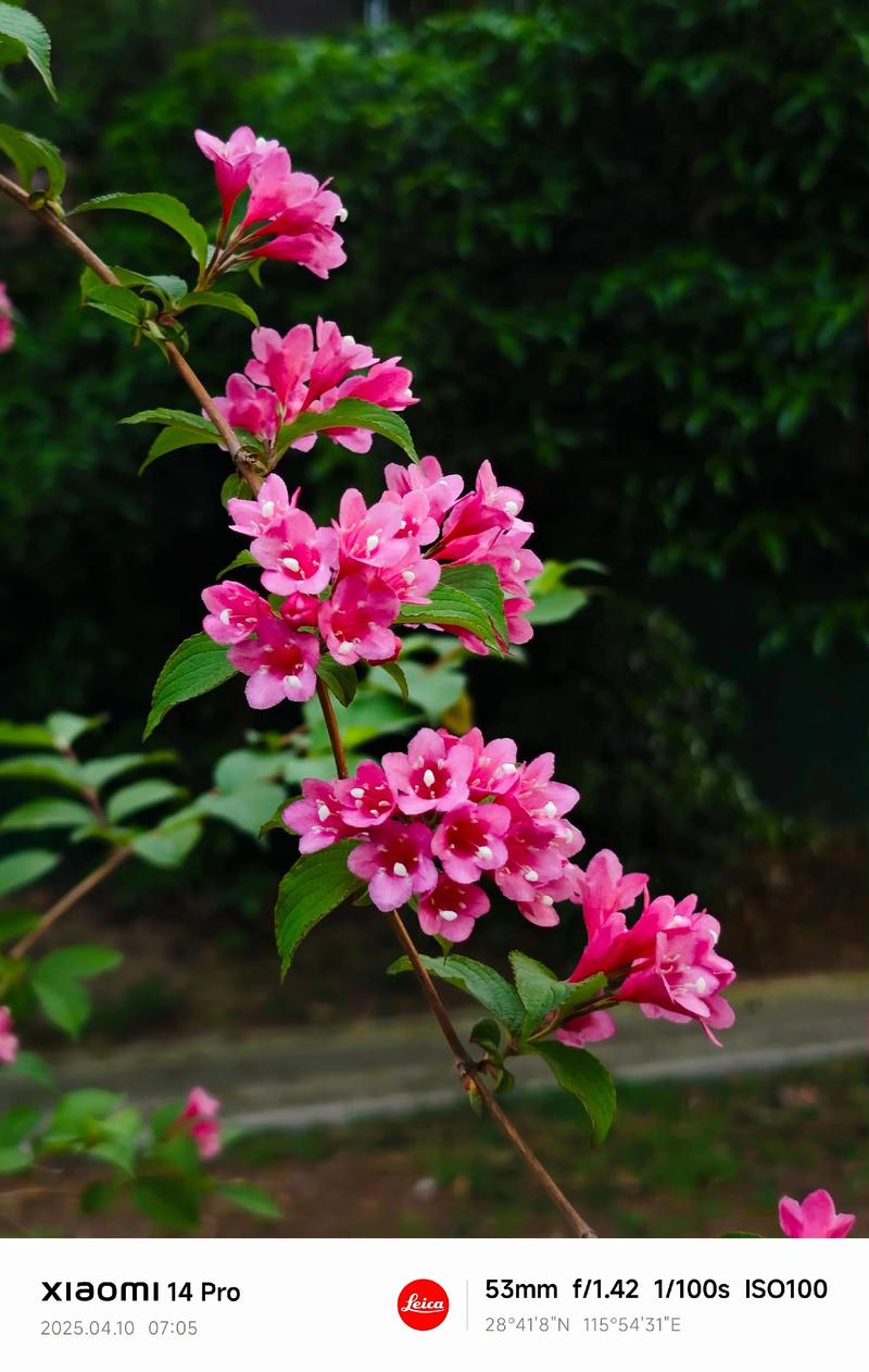 什么花耐寒花期长?这3种花,北方也能开半年! 三种耐寒长花期花卉对比表