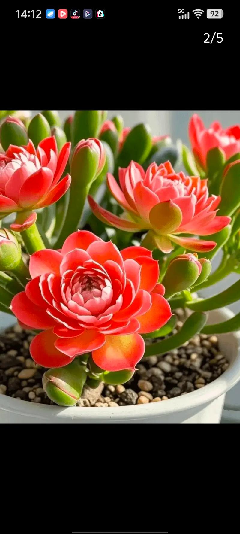 什么花耐寒花期长?这3种花,北方也能开半年! 总结