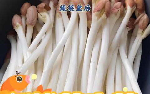 花生芽苗菜市场价格是多少？规格、产地、采购量影响报价