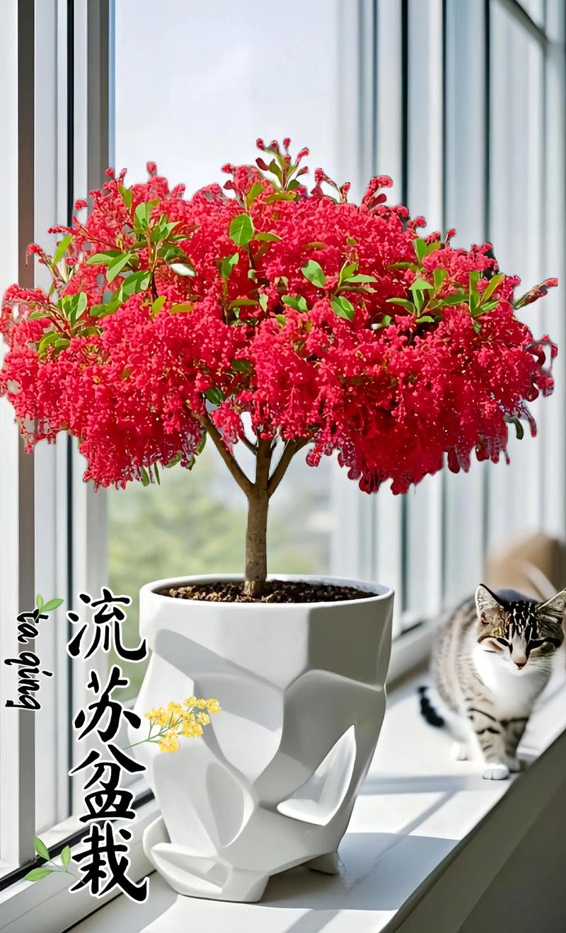 流苏树几年开花?实生苗8-10年、嫁接苗3-5年,附促花时间表 流苏树花期、果期与观赏期全解