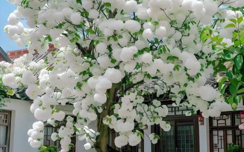 流苏树几年开花？实生苗8-10年、嫁接苗3-5年，附促花时间表