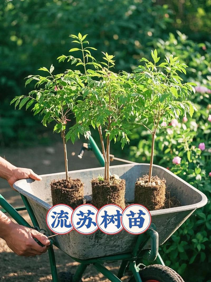 流苏树几年开花?实生苗8-10年、嫁接苗3-5年,附促花时间表 影响流苏树开花年限的3个关键因素
