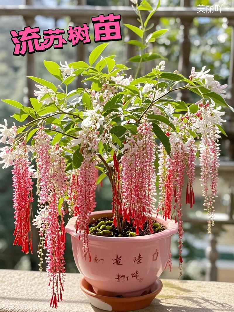流苏树几年开花?实生苗8-10年、嫁接苗3-5年,附促花时间表 三步促花养护操作(2026年实操版)