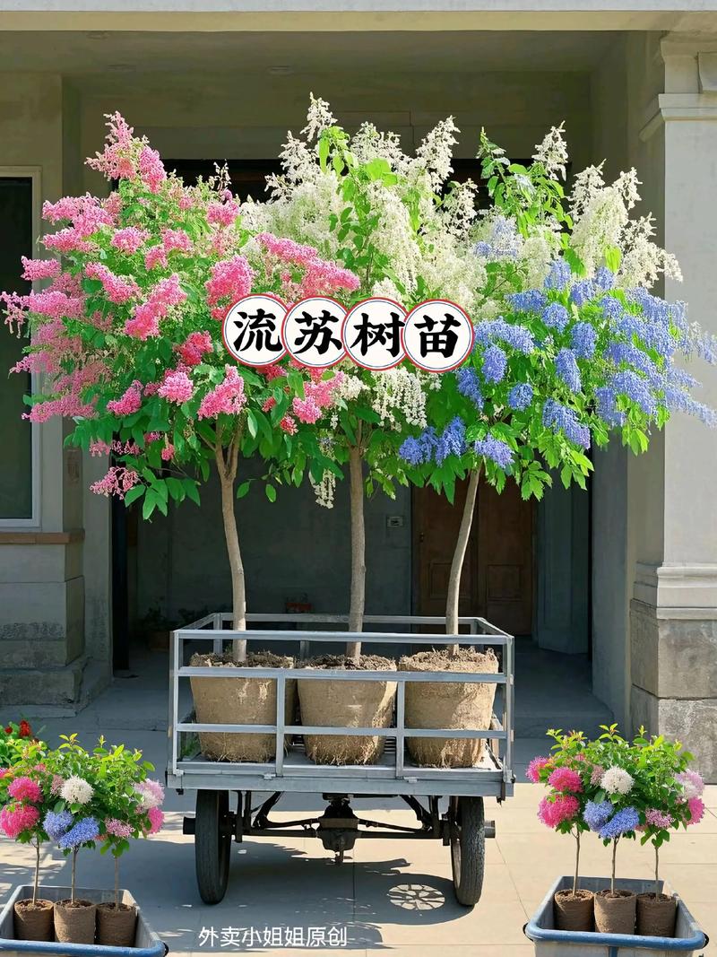 流苏树几年开花?实生苗8-10年、嫁接苗3-5年,附促花时间表 流苏树不开花?四个原因自查清单