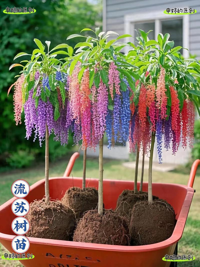 流苏树几年开花?实生苗8-10年、嫁接苗3-5年,附促花时间表 总结