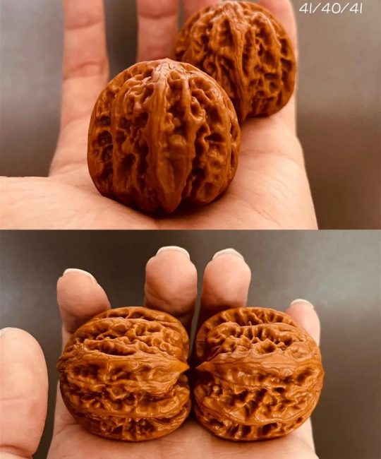 九龙核桃是什么品种？一文讲清这个优质核桃的特点与价值