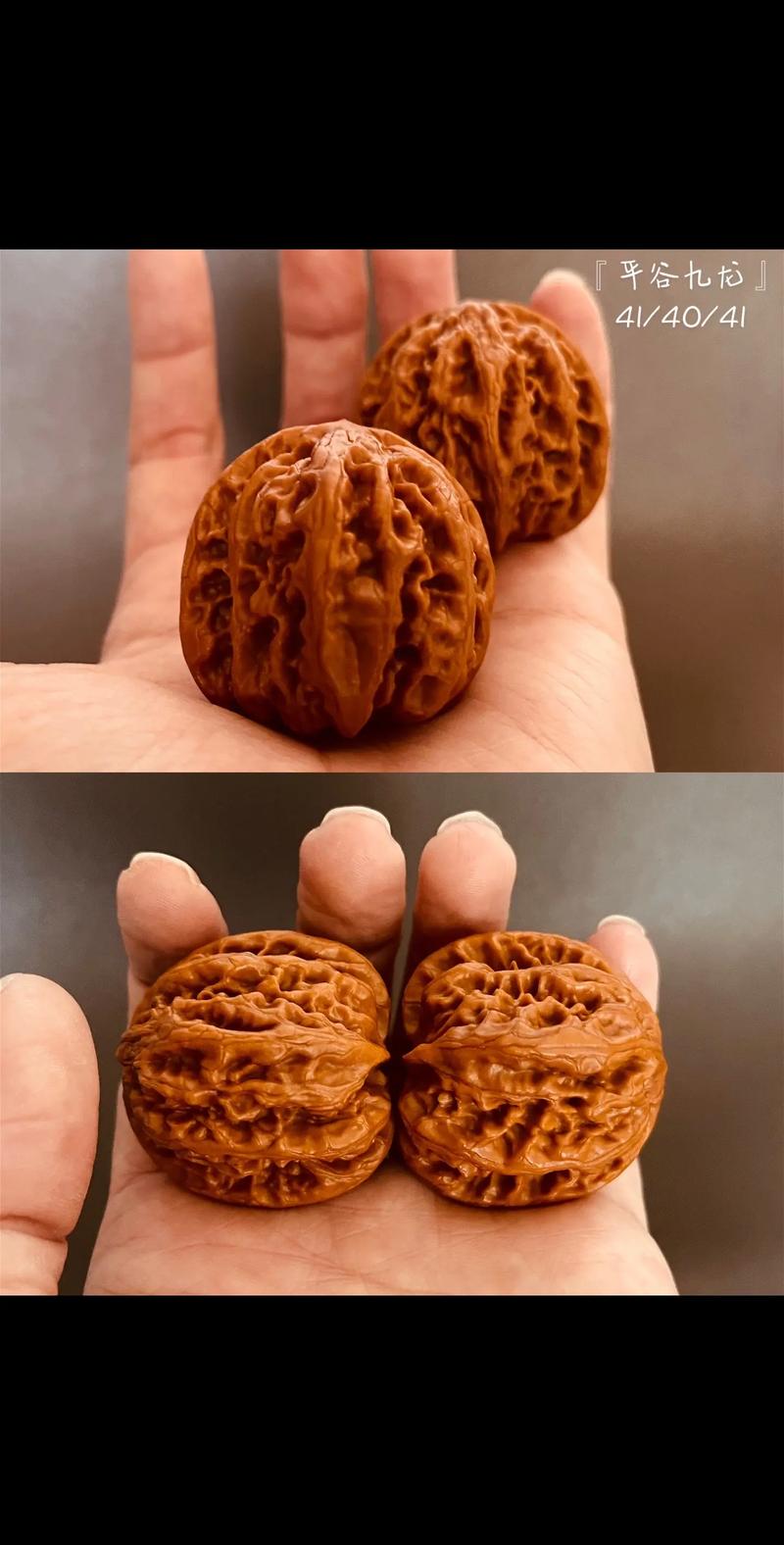 九龙核桃的品种溯源与分类地位