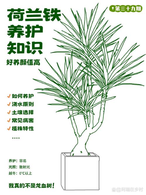 铁树可以放在室内养吗?——园艺设计师的科学解答 总结