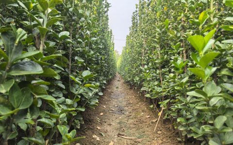 北海道黄杨价格：去北海道买苗要花多少钱？——2025年市场报价与影响因素全解析