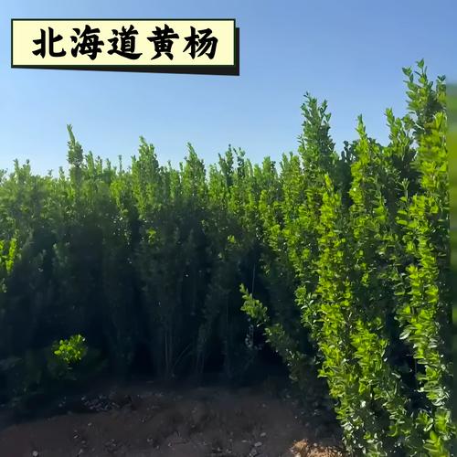 规格影响价格——高度、冠幅、土球是关键