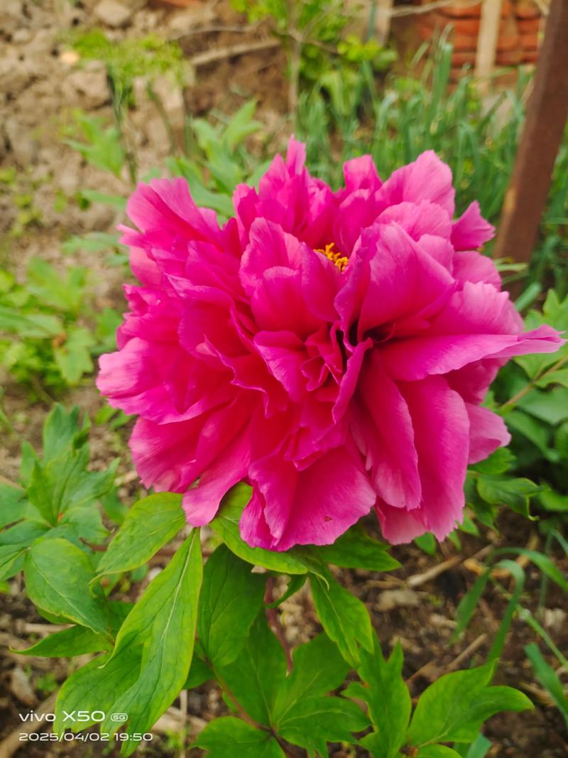 牡丹品种对比:岛锦、芭茨拉、洛阳红,哪个好养又勤花? 品种基础档案(6大维度对比表)