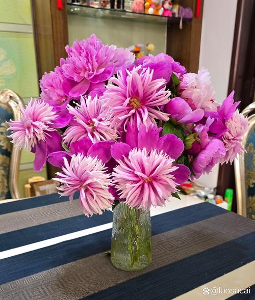 牡丹品种对比:岛锦、芭茨拉、洛阳红,哪个好养又勤花? 光照与水肥精准方案