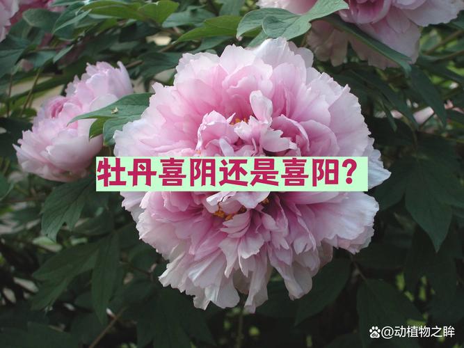 牡丹品种对比:岛锦、芭茨拉、洛阳红,哪个好养又勤花? 越冬与越夏管理