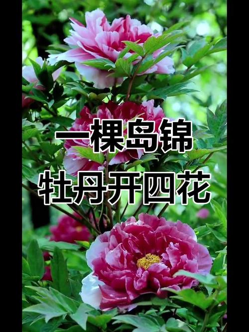 牡丹品种对比:岛锦、芭茨拉、洛阳红,哪个好养又勤花? 常见误区与纠正