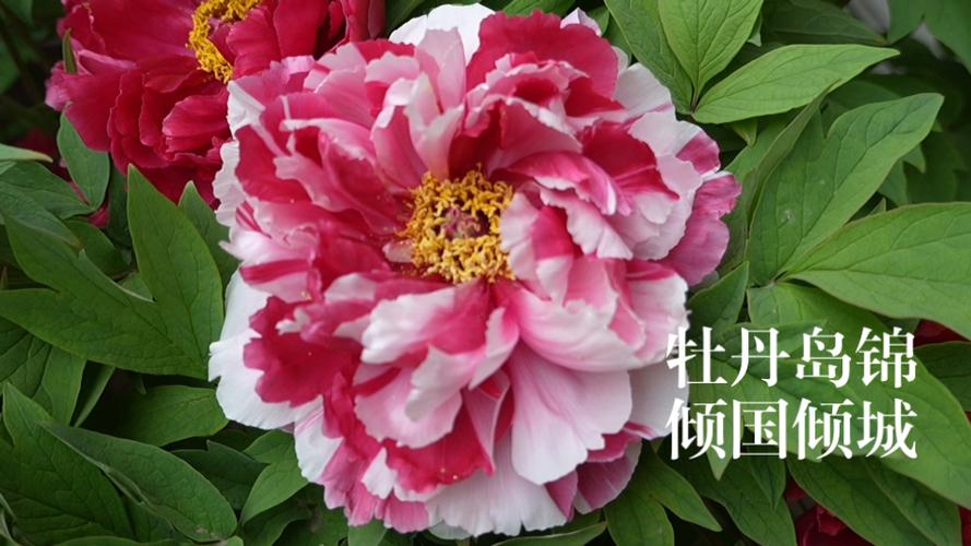 牡丹品种对比:岛锦、芭茨拉、洛阳红,哪个好养又勤花? 总结:3个核心可执行动作