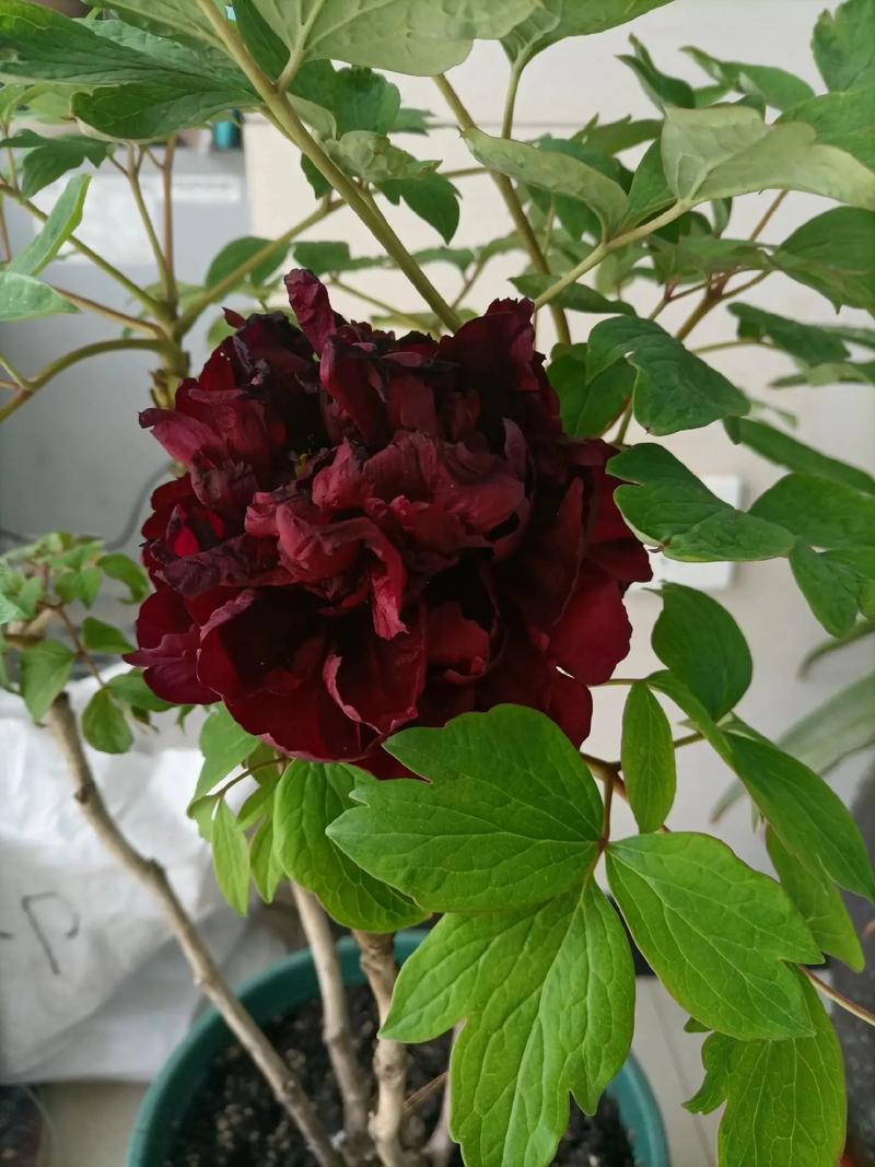 牡丹品种对比:岛锦、芭茨拉、洛阳红,哪个好养又勤花? FAQ
