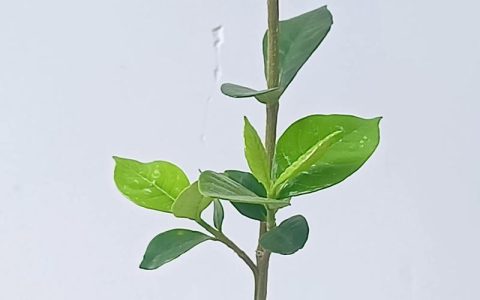栀子花刚换盆可以晒太阳吗？换盆后光照管理全攻略